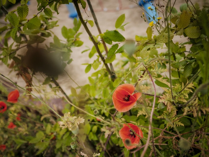 Blumen blühen im Sommer